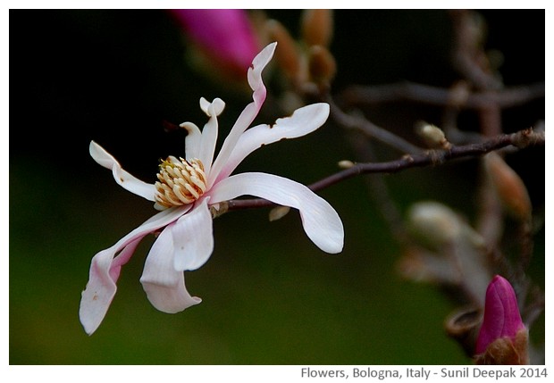 Flowers, Bologna, Italy - images by Sunil Deepak, 2014