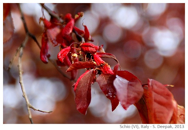 Changing colours of seasons, Schio, Italy - images by Sunil Deepak, 2013