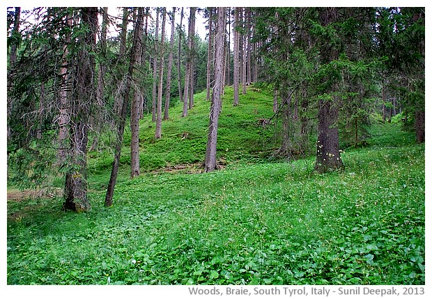 Woods in Braie, South Tyrol, Italy - images by Sunil Deepak, 2013