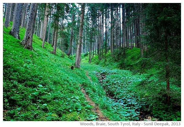 Woods in Braie, South Tyrol, Italy - images by Sunil Deepak, 2013
