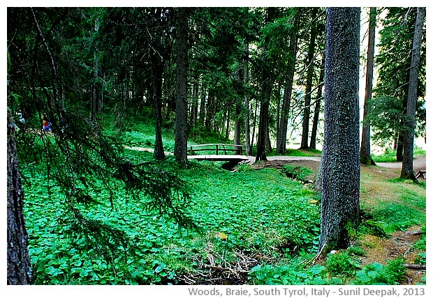 Woods in Braie, South Tyrol, Italy - images by Sunil Deepak, 2013