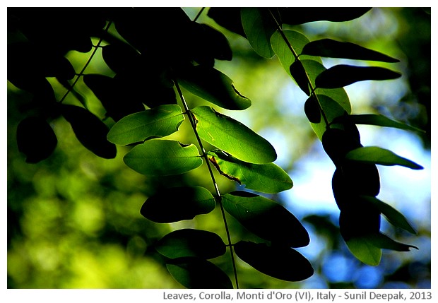 Forest leaves, Italy - images by Sunil Deepak, 2013
