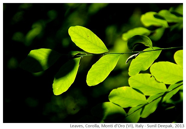 Forest leaves, Italy - images by Sunil Deepak, 2013