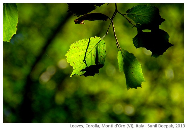 Forest leaves, Italy - images by Sunil Deepak, 2013