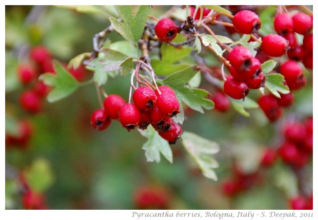 Pyracantha berries, Bologna, Italy - S. Deepak, 2011