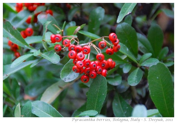 Pyracantha berries, Bologna, Italy - S. Deepak, 2011