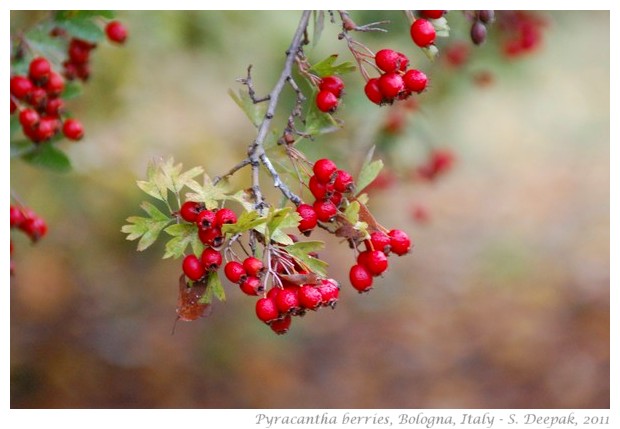 Pyracantha berries, Bologna, Italy - S. Deepak, 2011