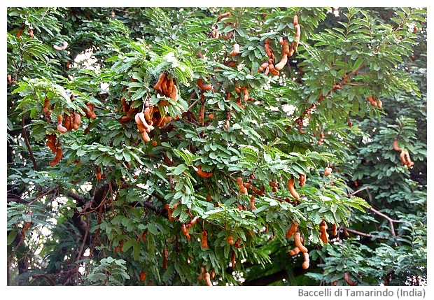 Tamarind rice - images by Sunil Deepak, 2014