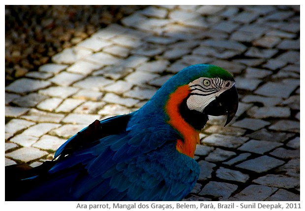 Blue ara parrot, Belem, Parà, Brazil - images by Sunil Deepak, 2011