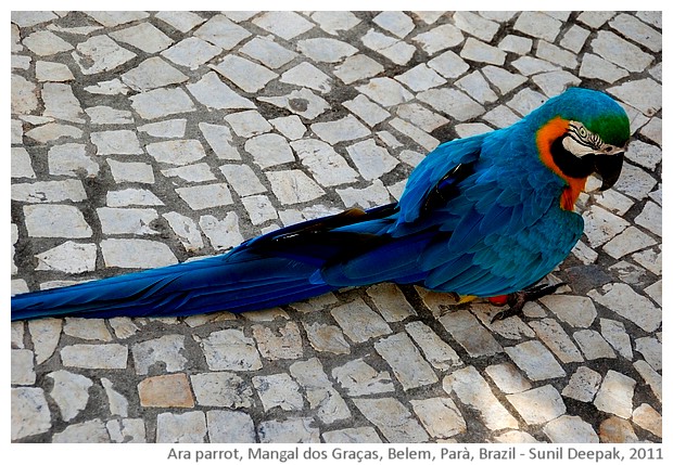 Blue ara parrot, Belem, Parà, Brazil - images by Sunil Deepak, 2011