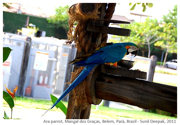 Blue ara parrot, Belem, Parà, Brazil - images by Sunil Deepak, 2011