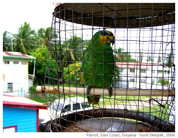 Parrot, East Coast, Guyana - images by Sunil Deepak, 2006