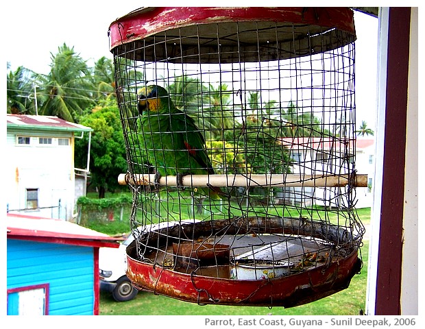 Parrot, East Coast, Guyana - images by Sunil Deepak, 2006