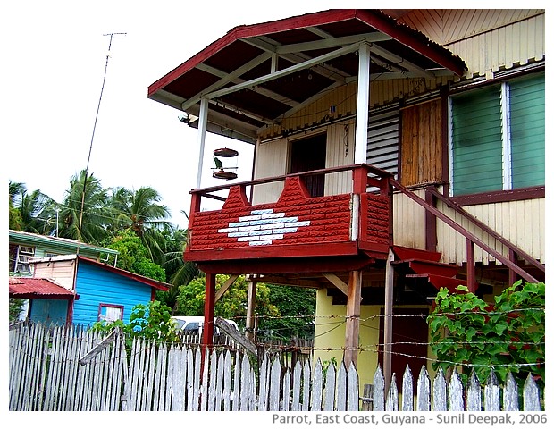 Parrot, East Coast, Guyana - images by Sunil Deepak, 2006