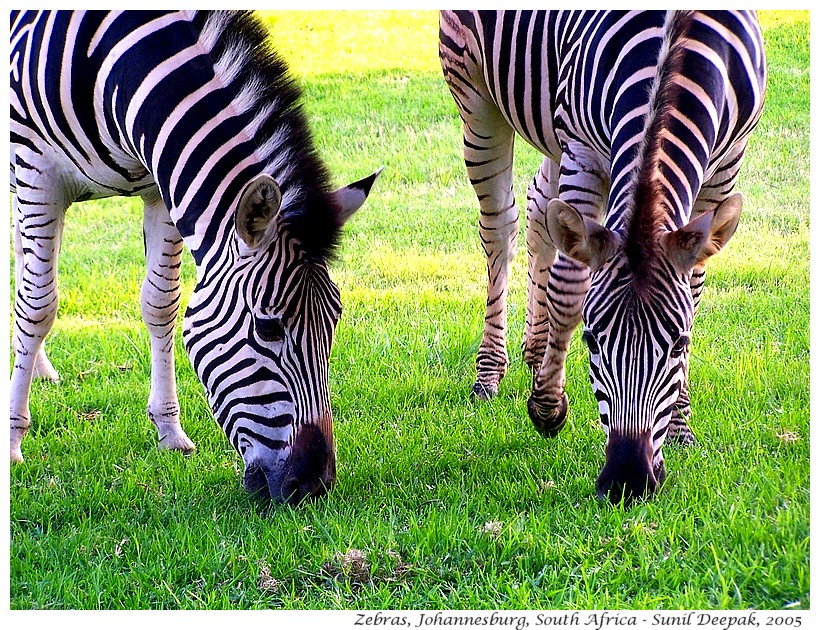 Two zebras, Johannesburg, South Africa - Images by Sunil Deepak