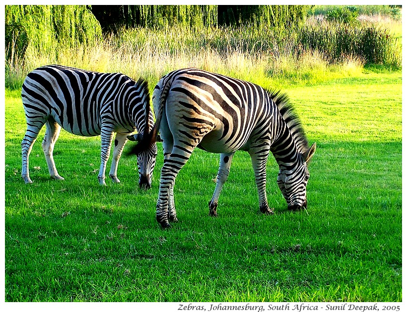 Two zebras, Johannesburg, South Africa - Images by Sunil Deepak