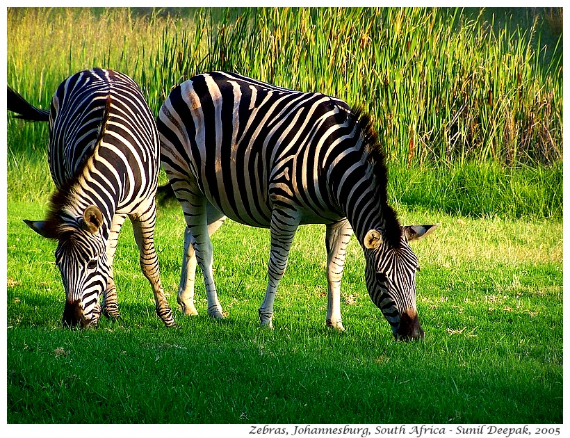 Two zebras, Johannesburg, South Africa - Images by Sunil Deepak