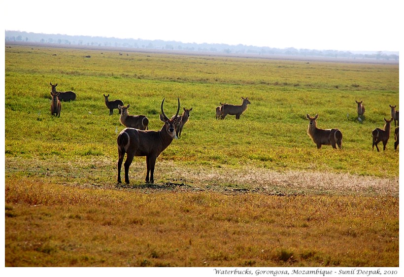 Waterbucks - antelopes of Gorongosa, Mozambique - Images by Sunil Deepak