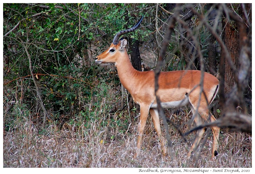 Reedbucks - antelopes of Gorongosa, Mozambique - Images by Sunil Deepak