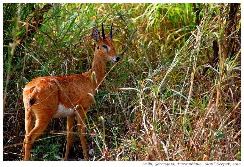 Oribi - antelopes of Gorongosa, Mozambique - Images by Sunil Deepak