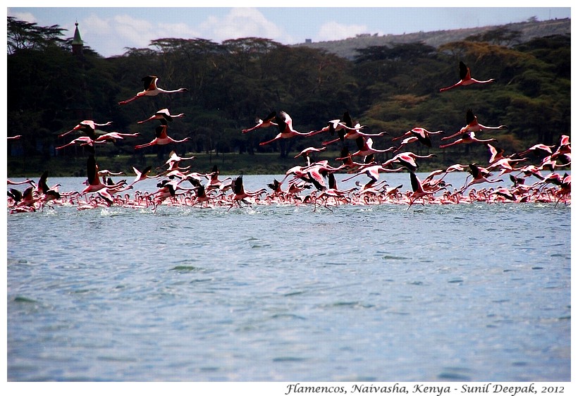 Flying pink flamingos, Naivasha, Kenya - Images by Sunil Deepak