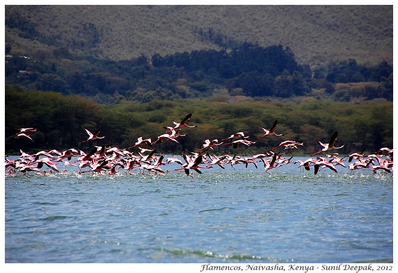 Flying pink flamingos, Naivasha, Kenya - Images by Sunil Deepak