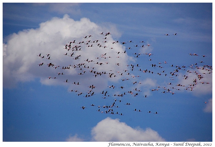 Flying pink flamingos, Naivasha, Kenya - Images by Sunil Deepak