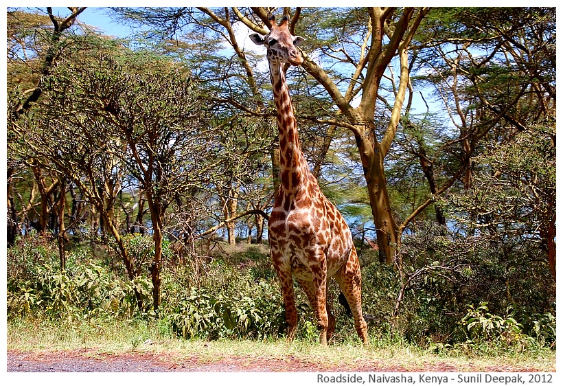 Giraffe, Naivasha, Kenya - Sunil Deepa, 2012