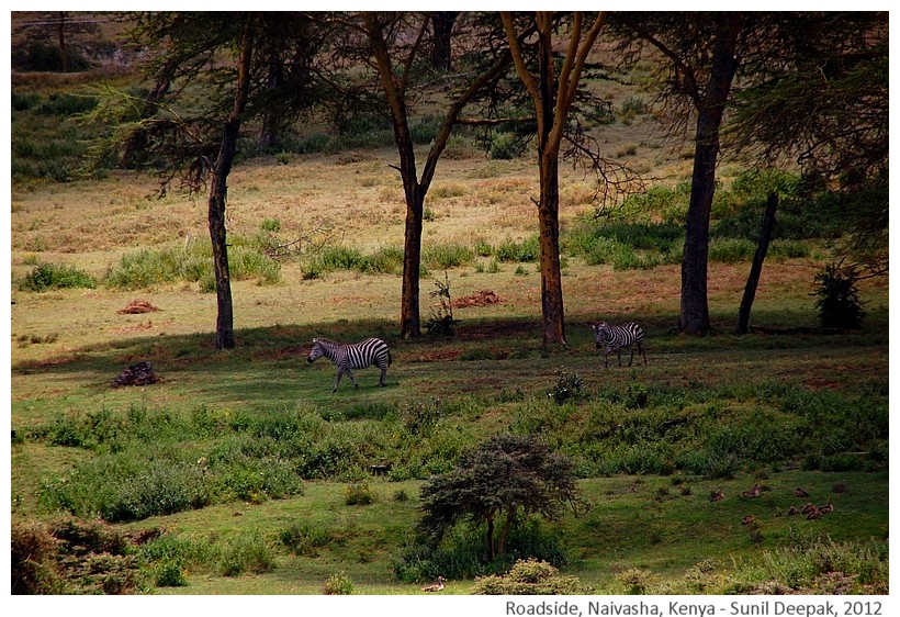 Deer, Naivasha, Kenya - Sunil Deepa, 2012