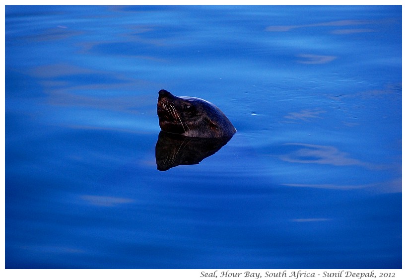 Seals, Hour Bay, South Africa - Images by Sunil Deepak