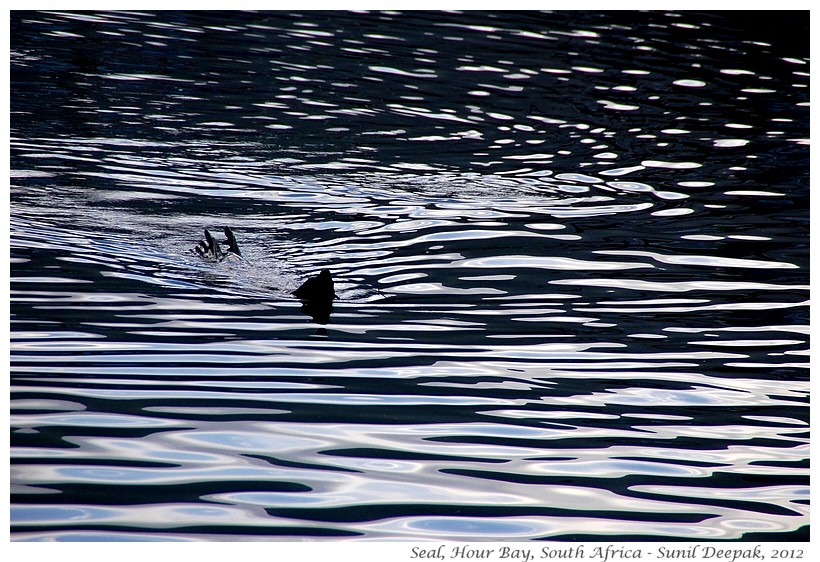 Seals, Hour Bay, South Africa - Images by Sunil Deepak