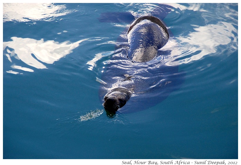 Seals, Hour Bay, South Africa - Images by Sunil Deepak