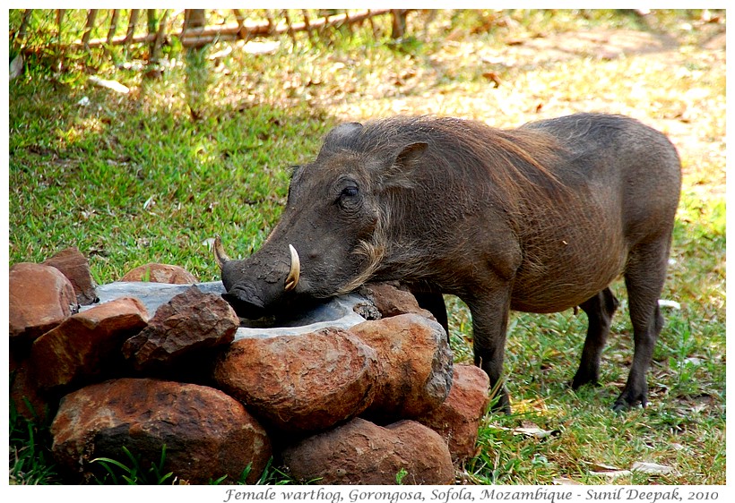 Pregnant warthog, Gorongosa national park, Sofola, Mozambique - Images by Sunil Deepak