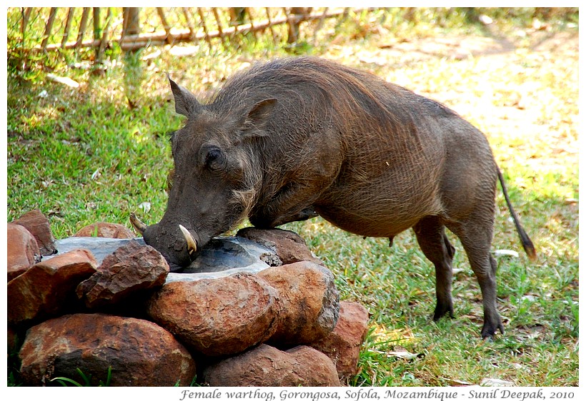 Pregnant warthog, Gorongosa national park, Sofola, Mozambique - Images by Sunil Deepak