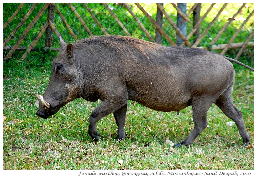 Pregnant warthog, Gorongosa national park, Sofola, Mozambique - Images by Sunil Deepak