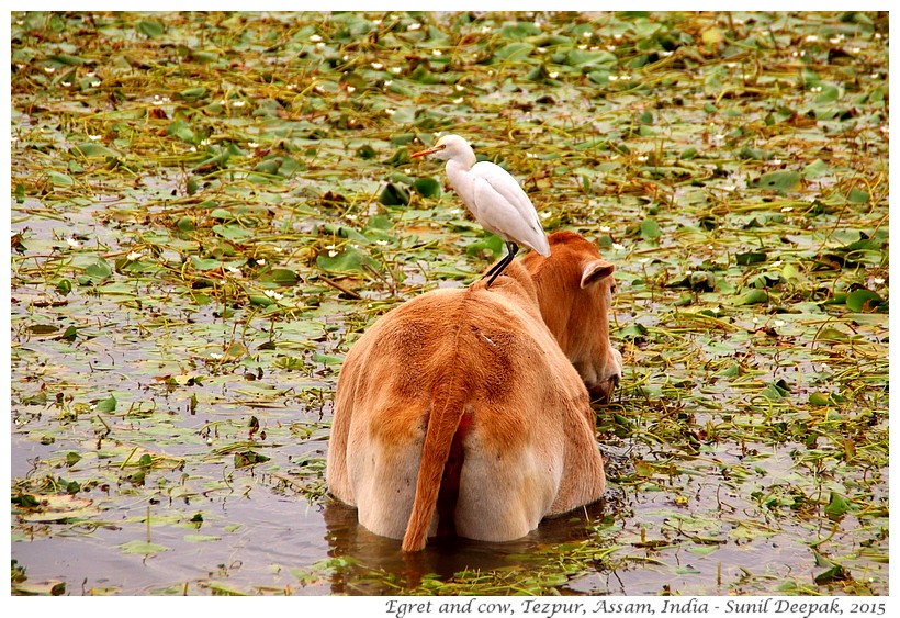 Symbiosis - cows and egret, Tezpur, Assam, India - Images by Sunil Deepak, 2015