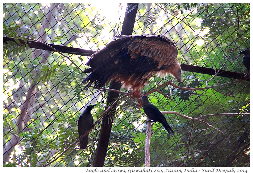 Symbiosis - Eagles & crows, Guwahati zoo, Assam, India - Images by Sunil Deepak, 2014