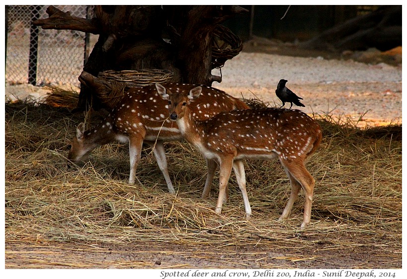 Symbiosis - Spotted deer & crows, Delhi zoo, India - Images by Sunil Deepak, 2014