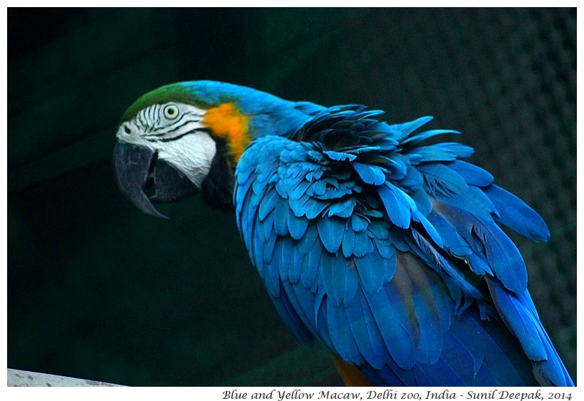 Blue and gold Ara, Delhi zoo, India - Images by Sunil Deepak