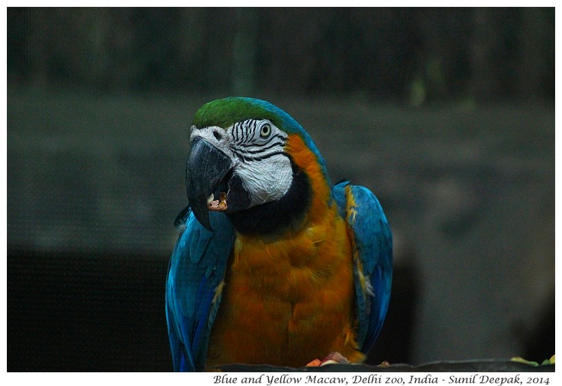 Blue and gold Ara, Delhi zoo, India - Images by Sunil Deepak