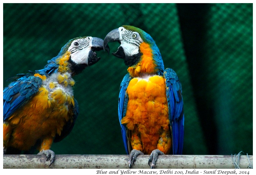 Blue and gold Ara, Delhi zoo, India - Images by Sunil Deepak