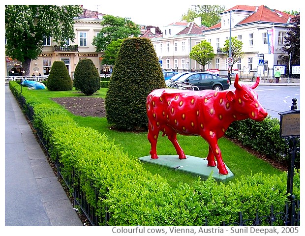 Colourful cow sculptures - Vienna Austria - images by Sunil Deepak, 2014