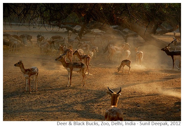 Evening in the zoo with deer and black bucks, Delhi, India - Images by Sunil Deepak, 2012