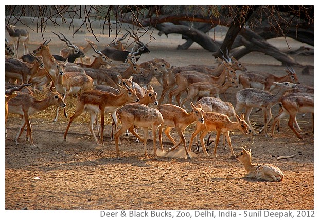 Evening in the zoo with deer and black bucks, Delhi, India - Images by Sunil Deepak, 2012