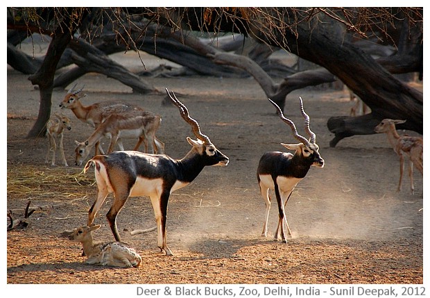 Evening in the zoo with deer and black bucks, Delhi, India - Images by Sunil Deepak, 2012