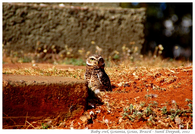 Baby owl, Goiania, Goias, Brazil - Images by Sunil Deepak