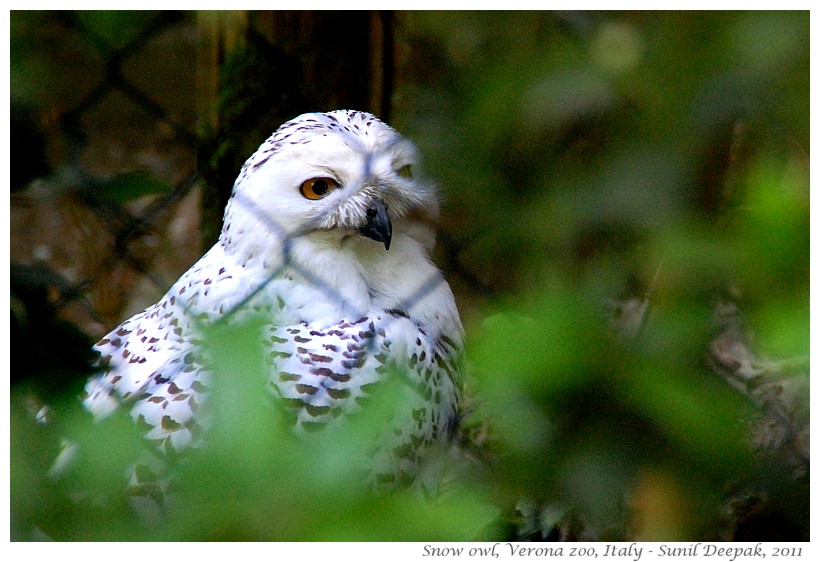 Snow owl, Verona zoo, Italy - Images by Sunil Deepak