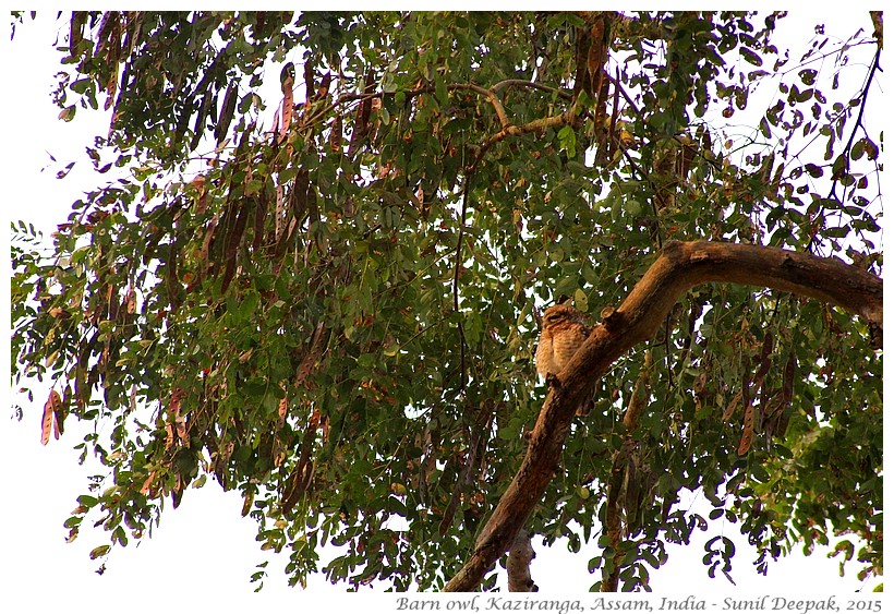 Barn owl, Kaziranga, Assam, India - Images by Sunil Deepak