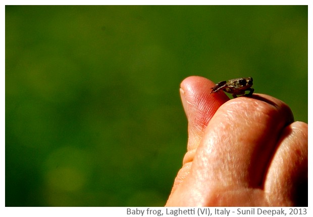 Baby frog, Veneto, Italy - image by Sunil Deepak, 2013