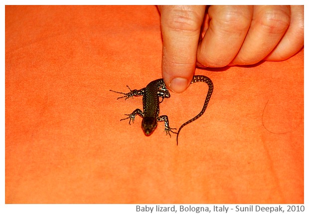 Baby lizard, Bologna, Italy - image by Sunil Deepak, 2010